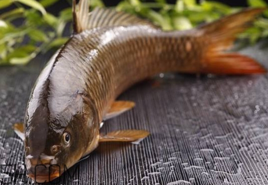 野生黃河鯉魚多少錢一斤？黃河鯉魚有幾根須