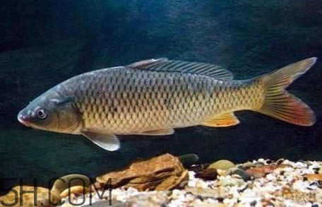黃河鯉魚主要吃什么？黃河鯉魚和普通鯉魚的區(qū)別