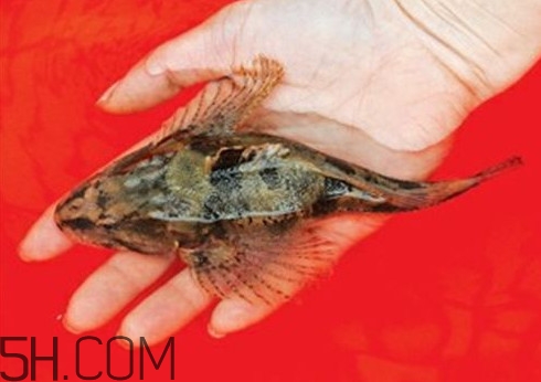松江鱸魚哪里有？松江鱸魚什么季節(jié)吃最好