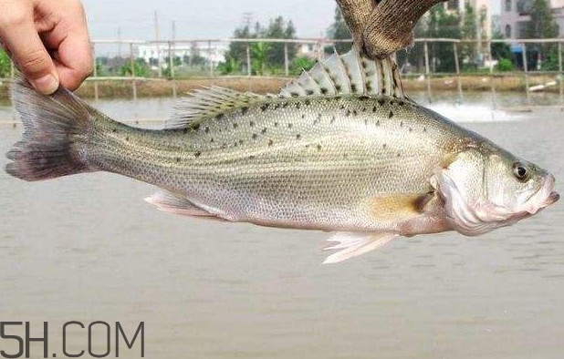 鱸魚有什么功效？鱸魚怎么養(yǎng)才不愛死