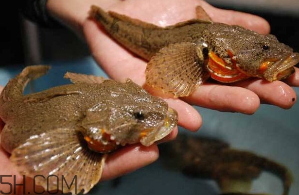 松江鱸魚(yú)多少錢一斤？松江鱸魚(yú)的松江在哪里