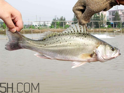 鱸魚蒸幾分鐘最好？河鱸魚和海鱸魚的區(qū)別