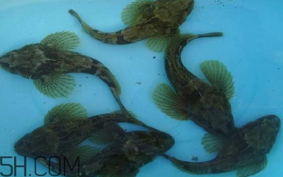 松江鱸魚怎么做？松江鱸魚養(yǎng)殖技術(shù)