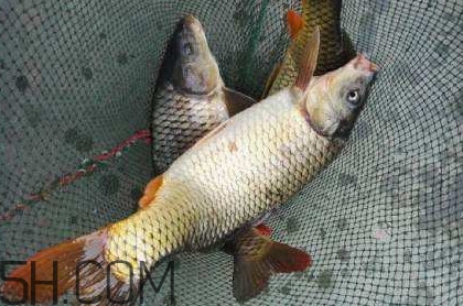 黃河鯉魚主要吃什么？黃河鯉魚和普通鯉魚的區(qū)別