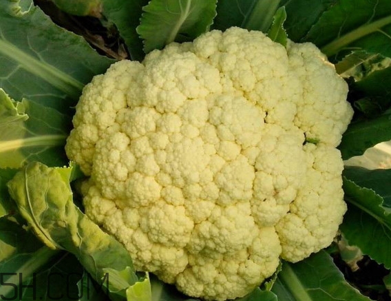 青花菜和花椰菜有什么不同？花椰菜變黃還能吃嗎