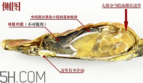 林蛙哪些部位不能吃？林蛙有什么營(yíng)養(yǎng)