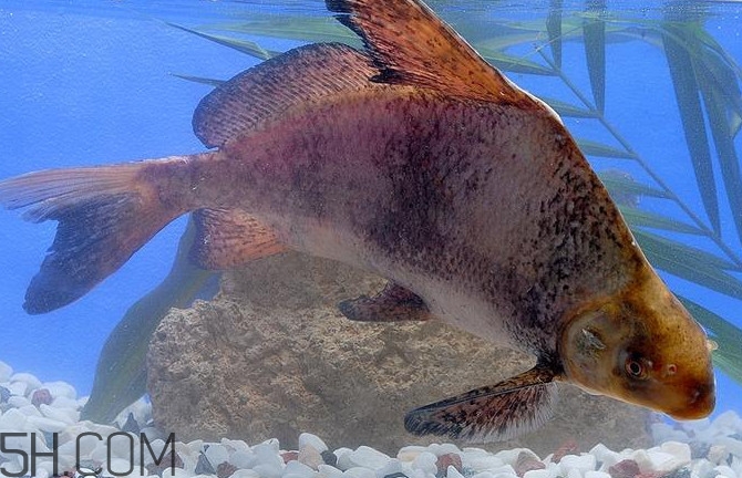 胭脂魚是什么魚？胭脂魚是保護動物嗎