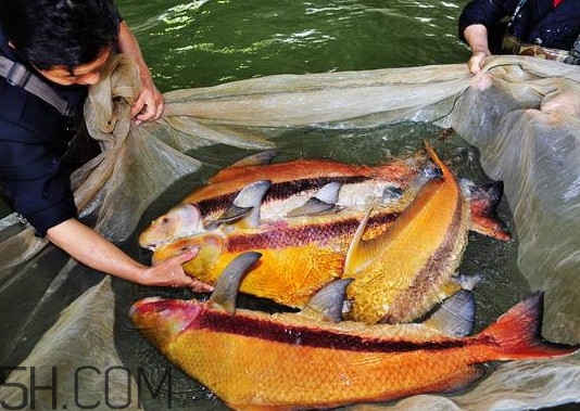 胭脂魚多少錢一斤？胭脂魚怎么做好吃