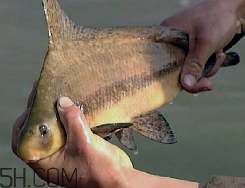 胭脂魚是冷水魚嗎？胭脂魚是熱帶魚嗎