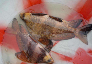 胭脂魚是冷水魚嗎？胭脂魚是熱帶魚嗎