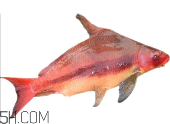 胭脂魚是什么魚？胭脂魚是保護動物嗎