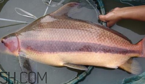胭脂魚(yú)可以吃嗎？胭脂魚(yú)好養(yǎng)嗎