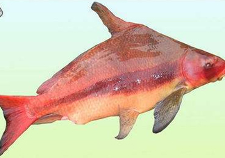 胭脂魚是什么魚？胭脂魚是保護(hù)動(dòng)物嗎