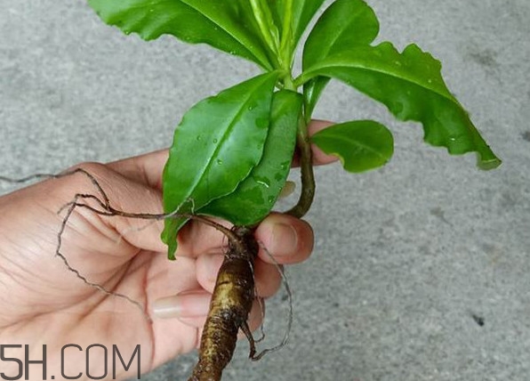 土人參怎么吃？新鮮的土人參多少錢一斤