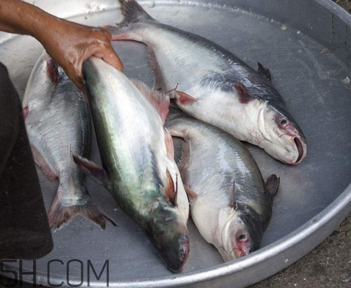 巴沙魚可以生吃嗎？巴沙魚的功效與作用