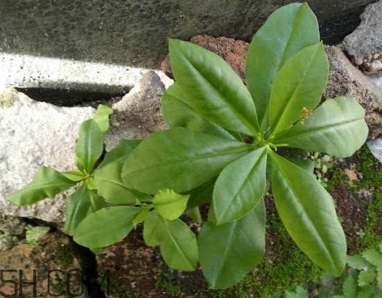 土人參有毒嗎？土人參葉子可以吃嗎？