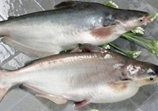 巴沙魚可以生吃嗎？巴沙魚的功效與作用