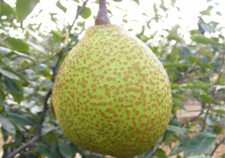 萊陽梨是哪里的？萊陽梨是什么梨