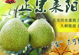 萊陽梨幾月份才會有？正宗萊陽梨哪里能買的到
