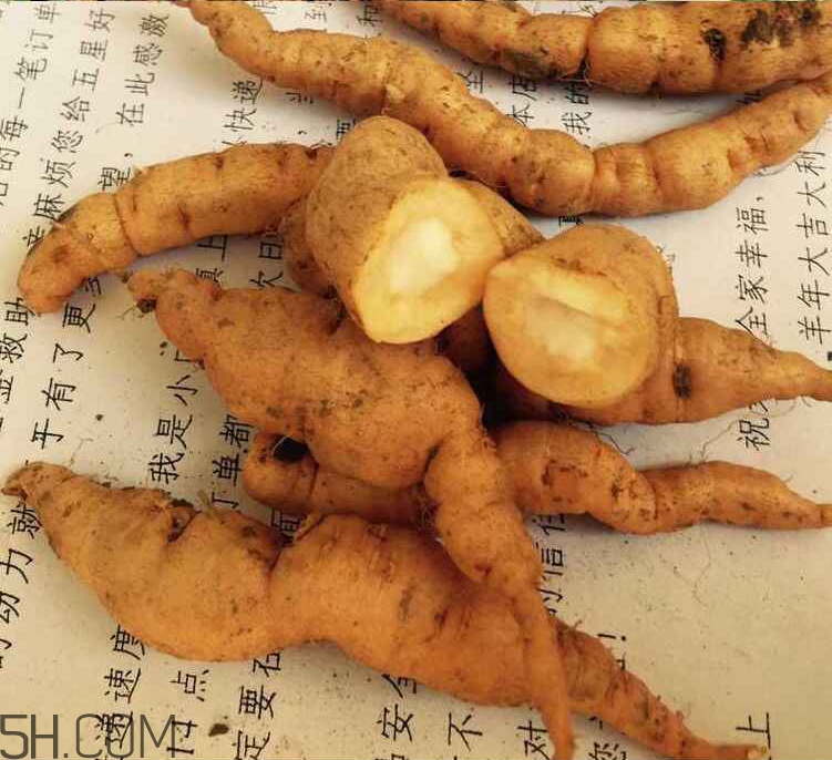 鮮地黃是什么？鮮地黃有什么功效？