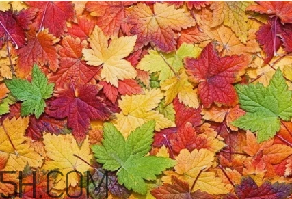 楓糖色口紅是什么顏色？楓糖色口紅試色