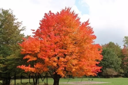楓糖色口紅適合什么人？楓糖色口紅適合什么膚色