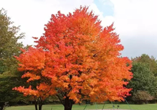 楓糖色口紅哪個牌子好？楓糖色口紅推薦