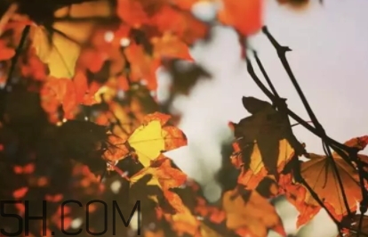 楓糖色口紅哪個牌子好？楓糖色口紅推薦