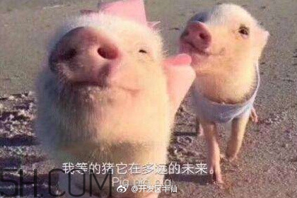 豬精女孩健康養(yǎng)生指南有哪些？豬精女孩健康養(yǎng)生指南是什么？