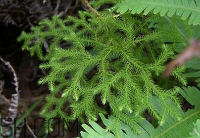 什么是伸筋草？伸筋草的功效與作用是什么？