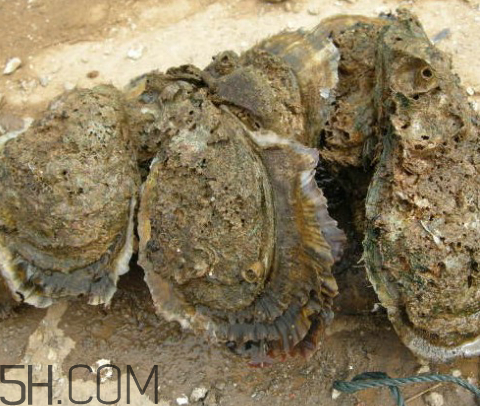吃生蠔應(yīng)該注意哪些事項(xiàng)？生蠔與牡蠣的區(qū)別