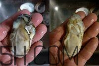 吃生蠔應(yīng)該注意哪些事項(xiàng)？生蠔與牡蠣的區(qū)別