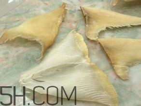 真假魚翅怎么辨別？魚翅的營養(yǎng)價值