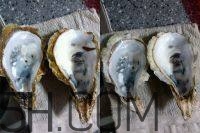 吃生蠔應(yīng)該注意哪些事項(xiàng)？生蠔與牡蠣的區(qū)別
