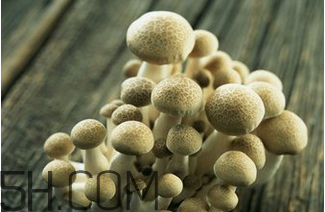 如何判斷生蠔烤熟沒有？生蠔可以和蘑菇一起吃嗎？