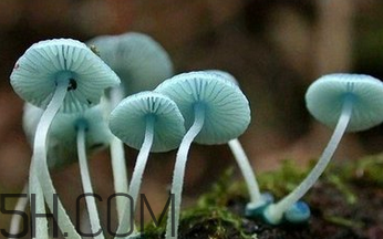 如何判斷生蠔烤熟沒有？生蠔可以和蘑菇一起吃嗎？