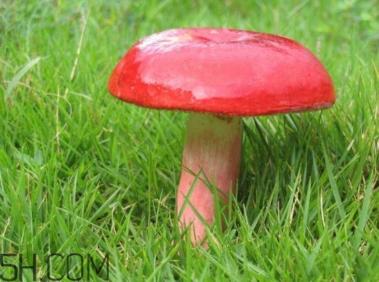 如何鑒別紅菇？紅菇的做法有哪些？