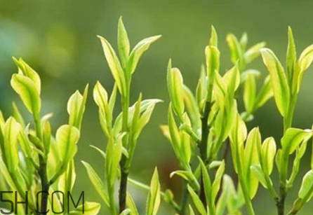 茶樹精油可以直接涂在臉上嗎？茶樹精油的功效與作用？