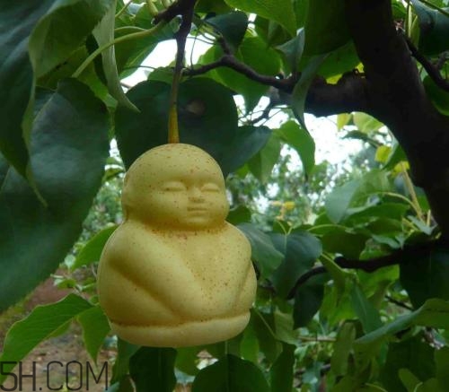 女人吃人參果有哪些好處？人參果的營(yíng)養(yǎng)價(jià)值是什么？