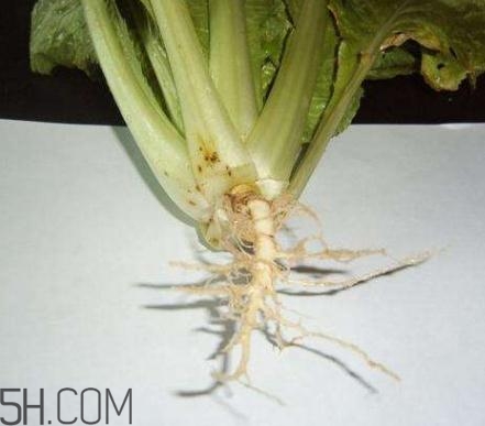 香菜根煮水怎么煮？香菜根煮水喝幾天見效？