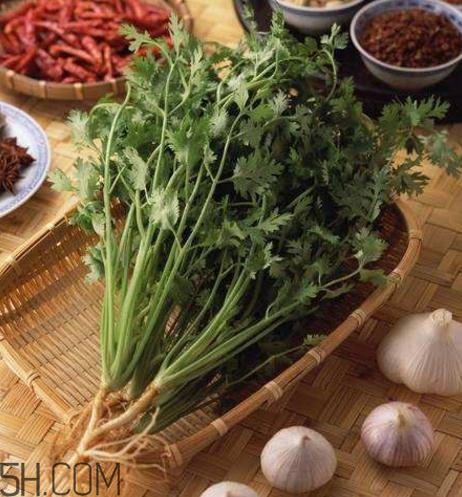 香菜根煮水能減肥嗎？香菜根煮水能天天喝嗎？
