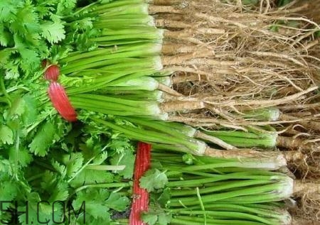 香菜根煮水能治濕疹嗎？香菜根煮水孕婦能喝嗎？
