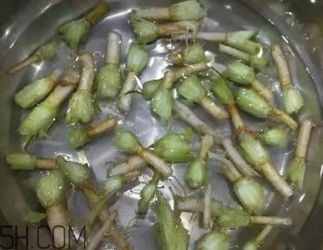 香菜根煮水能治濕疹嗎？香菜根煮水孕婦能喝嗎？