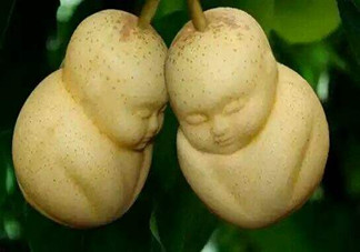 女人吃人參果有哪些好處？人參果的營養(yǎng)價(jià)值是什么？