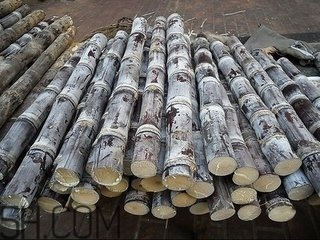 吃完甘蔗多久可以吃柿子？甘蔗和柿子一起吃了怎么辦？