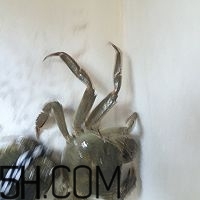 冬天可以吃大閘蟹嗎？冬天怎么吃大閘蟹？