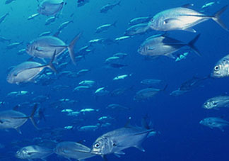 biopharma魚(yú)油功效 挪威biopharma魚(yú)油怎么吃？