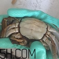 冬天可以吃大閘蟹嗎？冬天怎么吃大閘蟹？