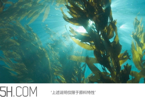 jmsolution珍珠面膜多少錢？jm珍珠面膜好用不過百元