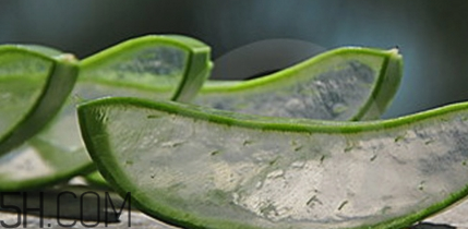 蘆薈膠祛痘效果好嗎？蘆薈膠真的會祛痘